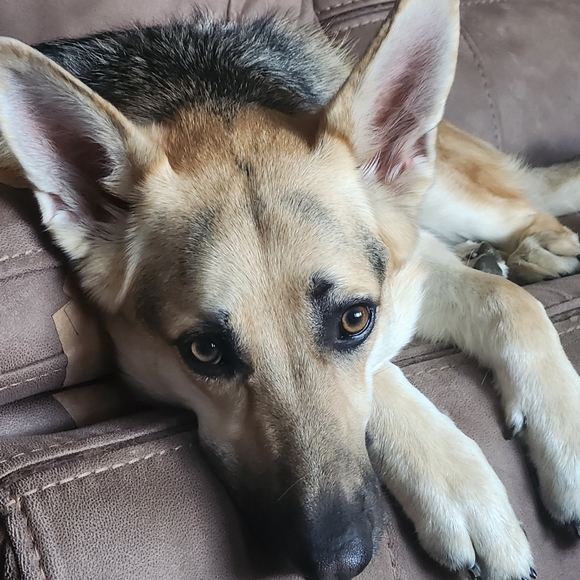 Meet your Posher, Pam. I WILL ACCEPT ANY REASOABLE OFFER - Picture 7 of 13